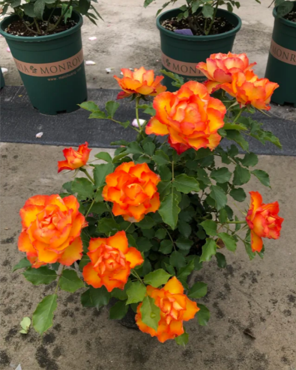 Forever Estoril Rose丨Your roses
