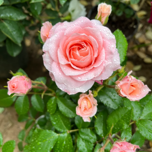 Fragrance King Terrazza Rose丨Your roses