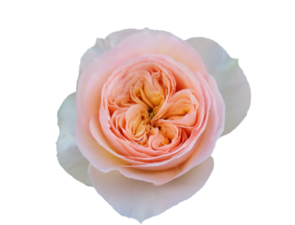 Georgina Gardens Rose Plant丨Your roses