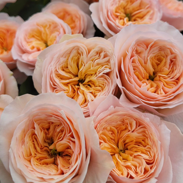 Georgina Gardens Rose丨Your roses