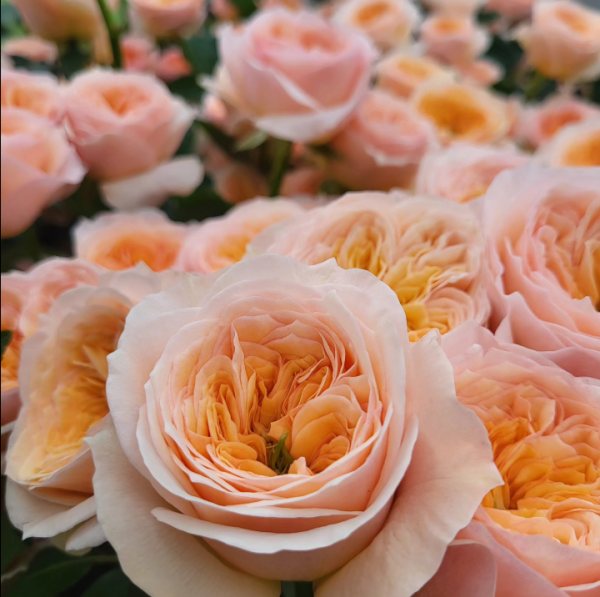 Georgina Gardens Rose for sale丨Your roses