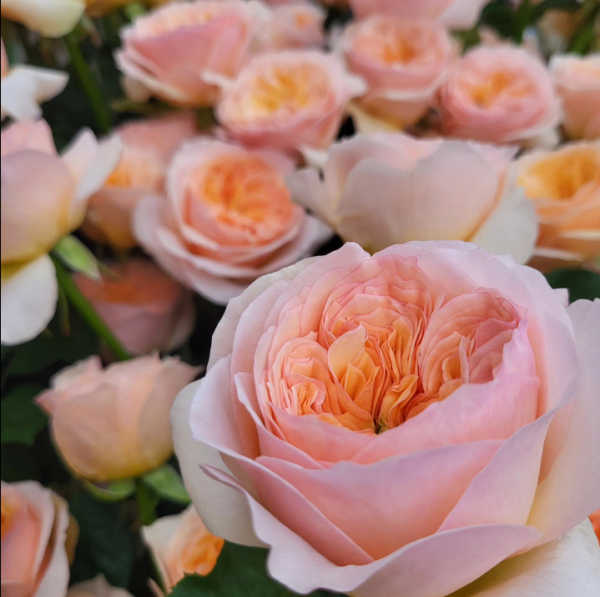 Rose Georgina Gardens丨Your roses