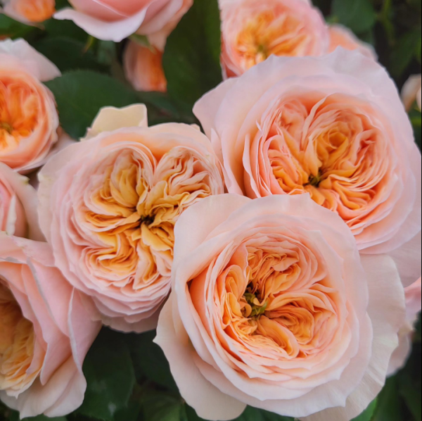Georgina Gardens Roses丨Your roses