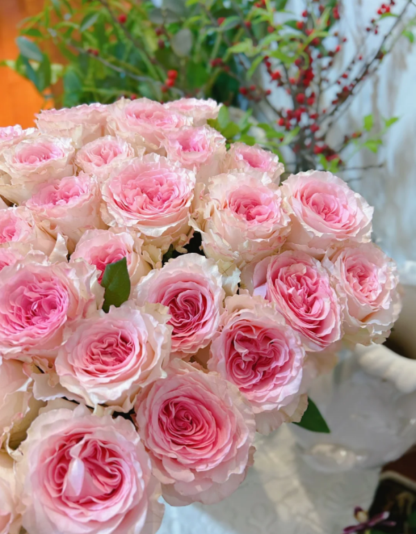 Goddess of the Luo River Roses丨Your roses