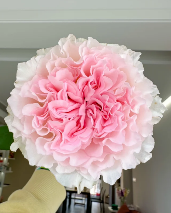 Goddess of the Luo River Rose丨Your roses