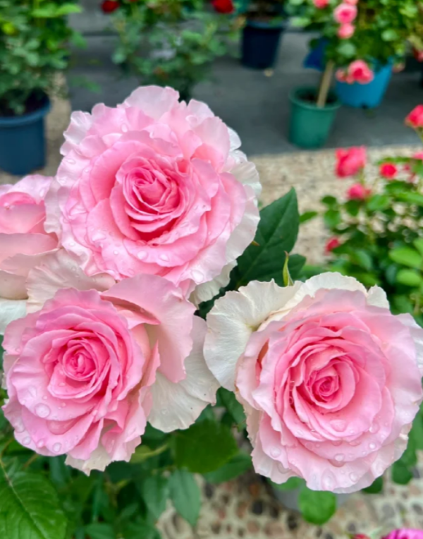 Goddess of the Luo River Rose for sale丨Your roses