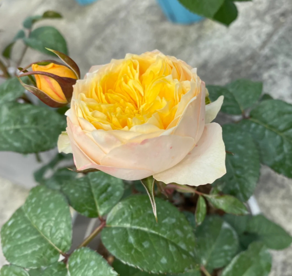 Golden Vuvuzela Rose丨Your roses