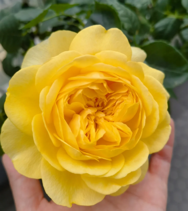 Golden Vuvuzela Rose plant丨Your roses