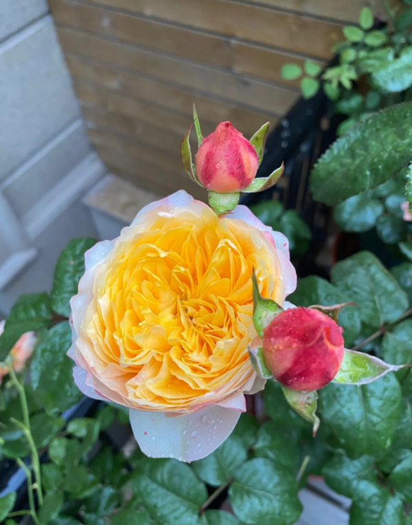 Golden Vuvuzela Roses丨Your roses