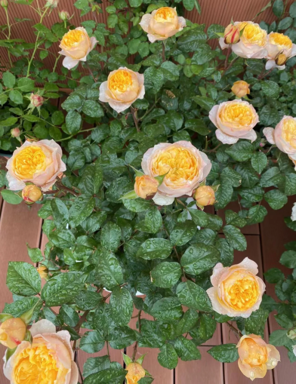 Golden Vuvuzela Rose for sale丨Your roses