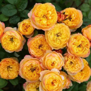Golden Vuvuzela Rose丨Your roses