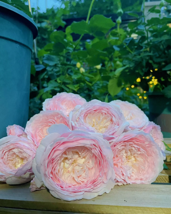 Hiyori Roses 丨Your roses