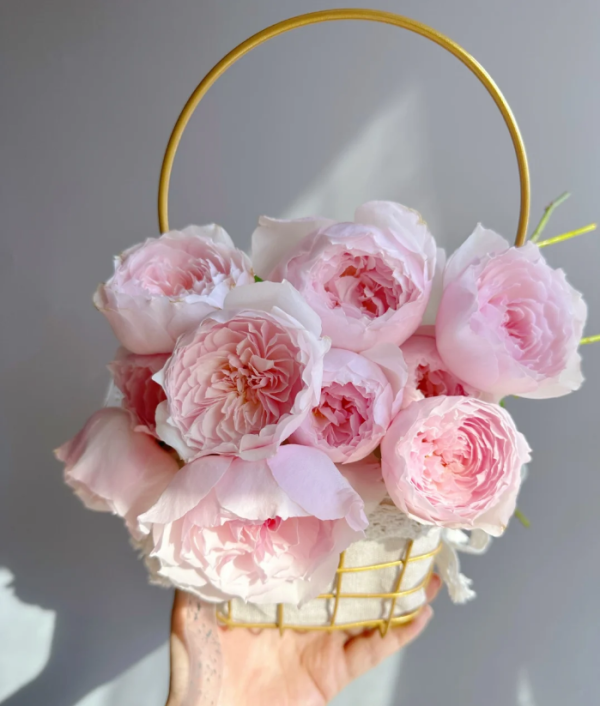 Hiyori Rose Plant丨Your roses