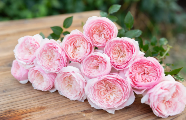 Hiyori Rose for sale丨Your roses