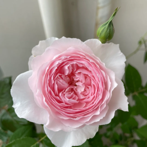 Hiyori Rose丨Your roses
