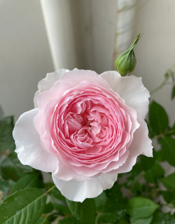 Hiyori Rose丨Your roses