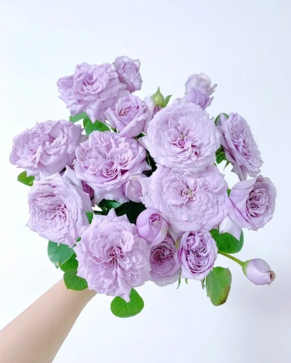 Ilias Rose Plant丨Your roses
