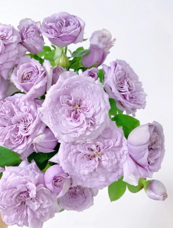 Ilias Roses丨Your roses