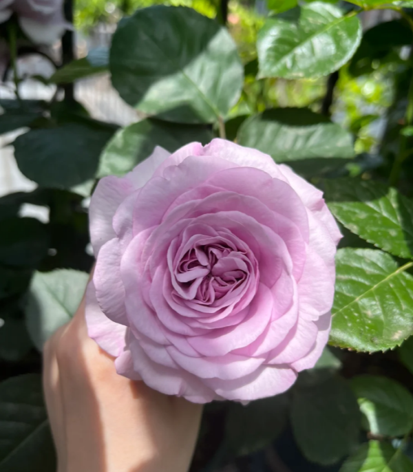 Ilias Rose 丨Your roses