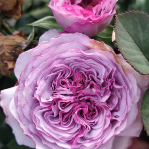 Ilias Rose 丨Your roses