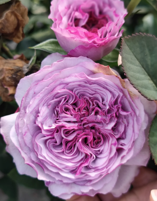 Ilias Rose 丨Your roses