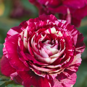 Julio Iglesias Rose for sale丨Your roses
