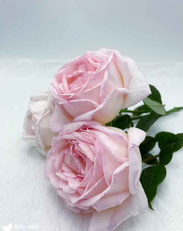 Kaoruno Rose Plant丨Your roses