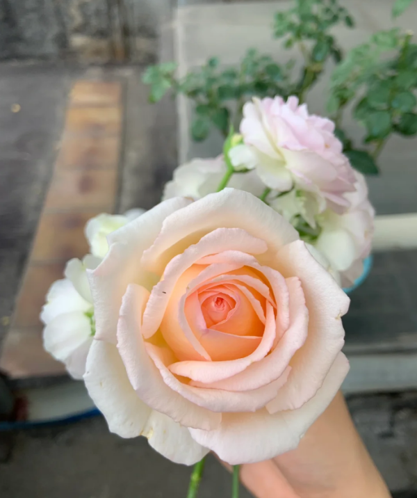 Kaoruno Rose for sale丨Your roses