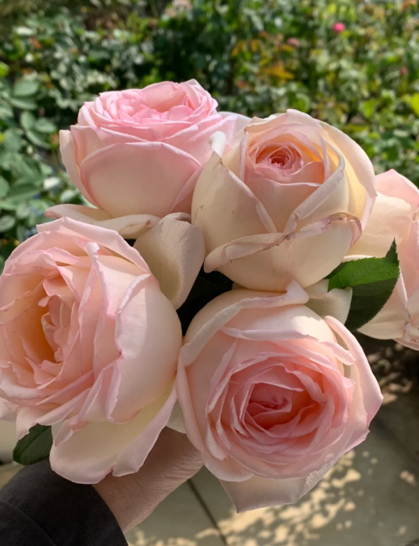 Kaoruno Roses丨Your roses