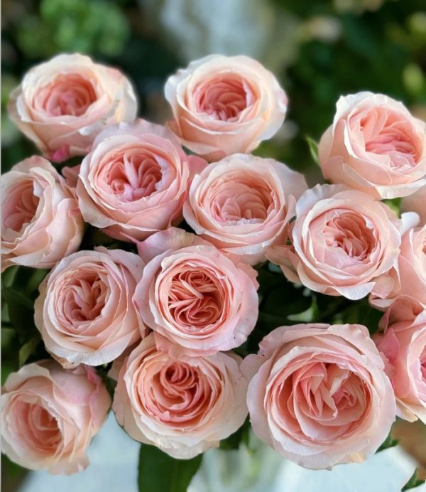 Katherine Renaissance Rose Plant丨Your roses