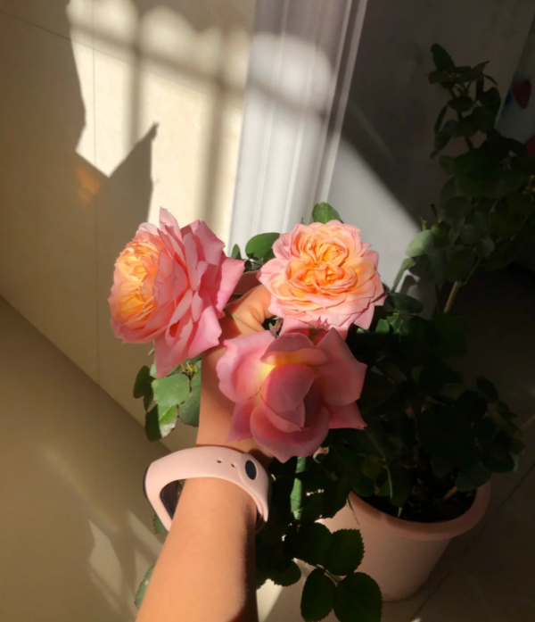 Kimberly Rose丨Your roses