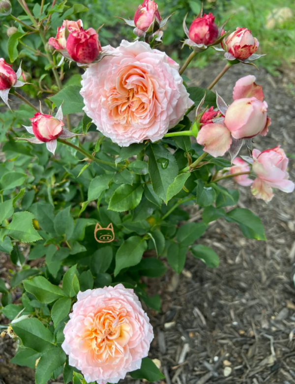 Kimberly Rose丨Your roses