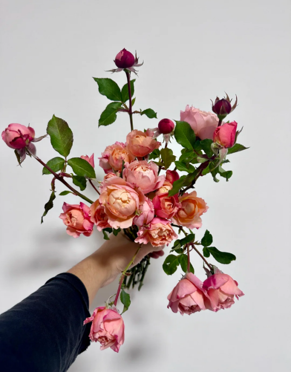 Kimberly Rose for sale丨Your roses