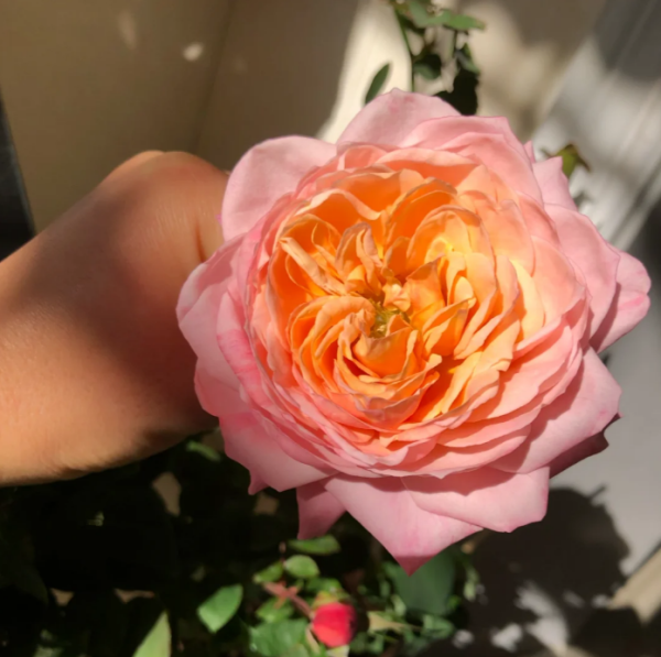 Kimberly Rose Plant丨Your roses