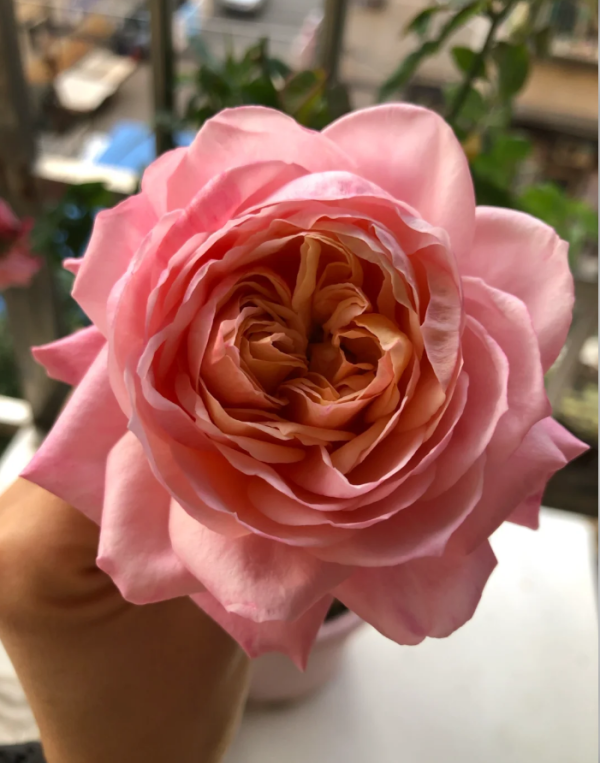 Rose Kimberly丨Your roses