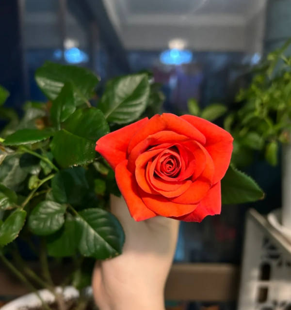 King of Infinity Rose for sale丨Your roses