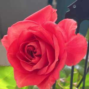 King of Infinity Rose丨Your roses