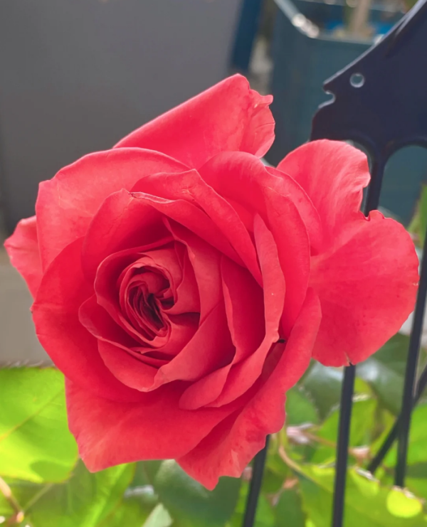 King of Infinity Rose丨Your roses