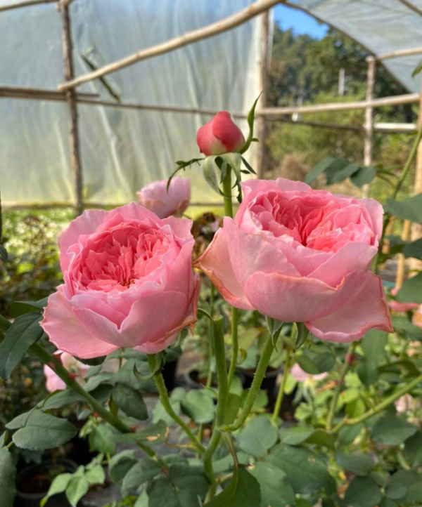 Koharu Rose丨Your roses