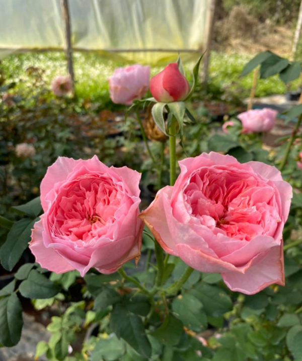 Koharu Rose for sale丨Your roses