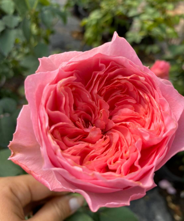Koharu Rose plsnt丨Your roses