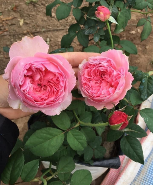 Koharu Roses丨Your roses