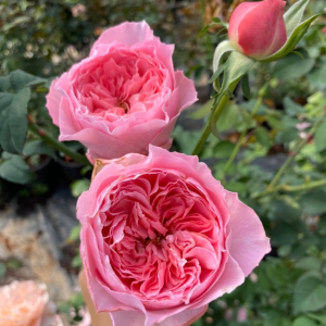 Koharu Rose丨Your roses