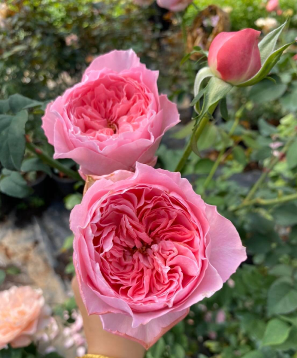 Koharu Rose丨Your roses