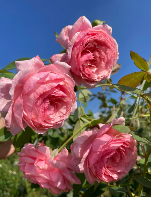 CLEcats Rose Memories Rose plant丨Your roses