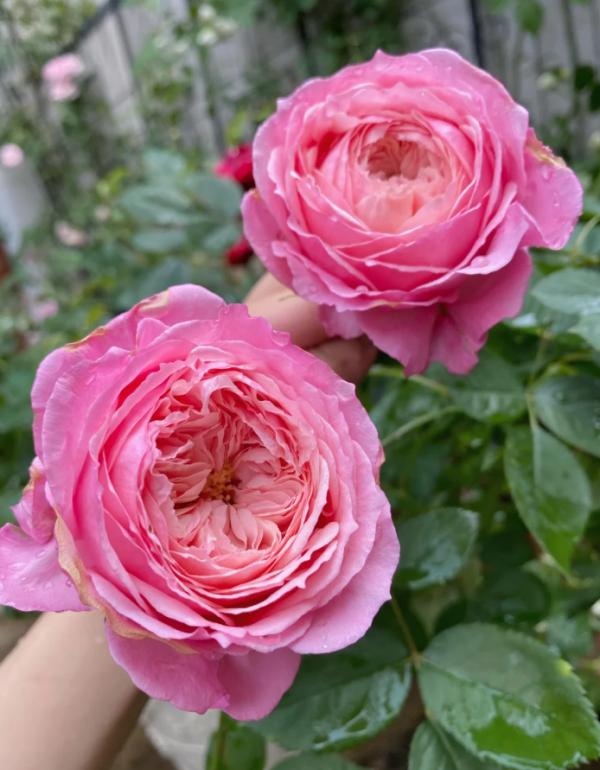 Lady's heirloom Rose for sale丨Your roses