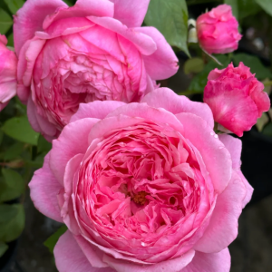 Lady's heirloom Rose丨Your roses