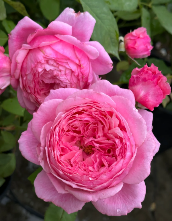 Lady's heirloom Rose丨Your roses