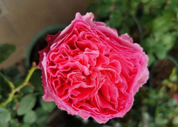 Lchika Rose Plant丨Your roses