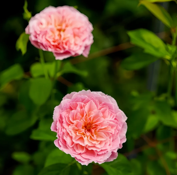 Lchika Rose for sale丨Your roses